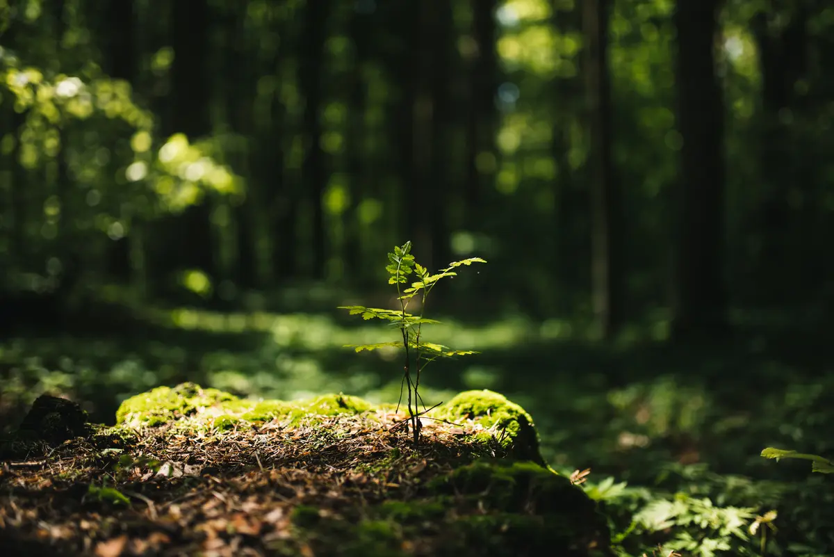 Junger Trieb wächst auf einem bemoosten Baumstumpf im Wald